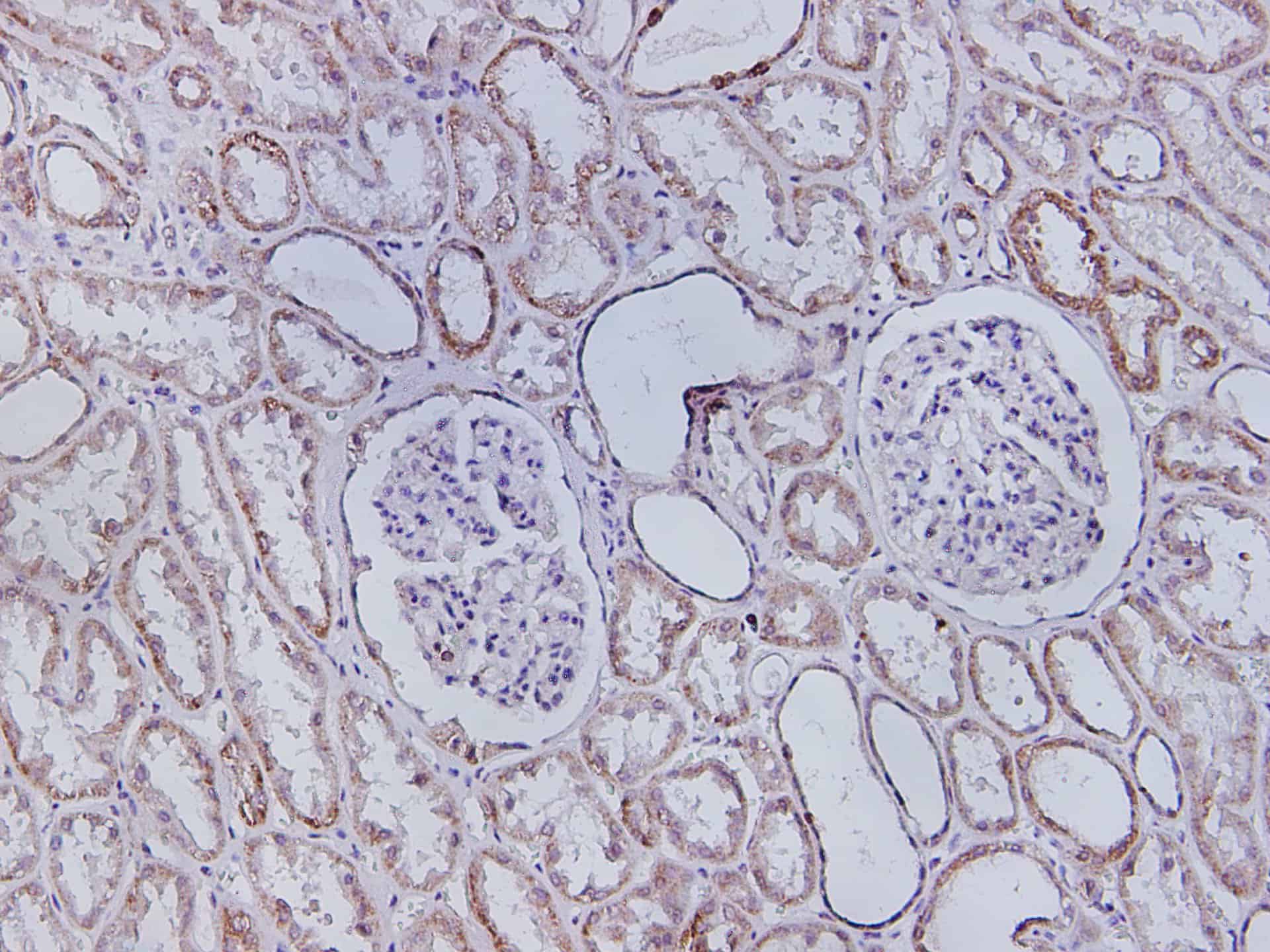 Валидация Elabscience D-AB-10362L