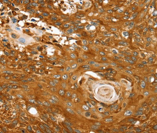 Валидация Elabscience E-AB-16893