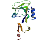 Selectin, Endothelium (SELE)