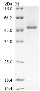 SDS-PAGE