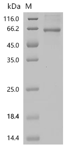 SDS-PAGE