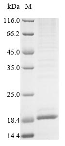 SDS-PAGE
