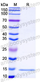 Валидация SDS-PAGE - AntibodySystem RVV21601