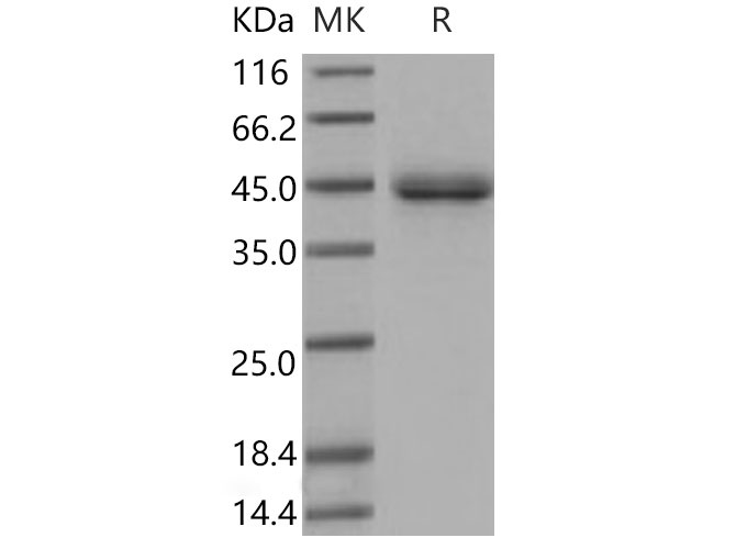 Валидация Elabscience PKSM040805(4769)