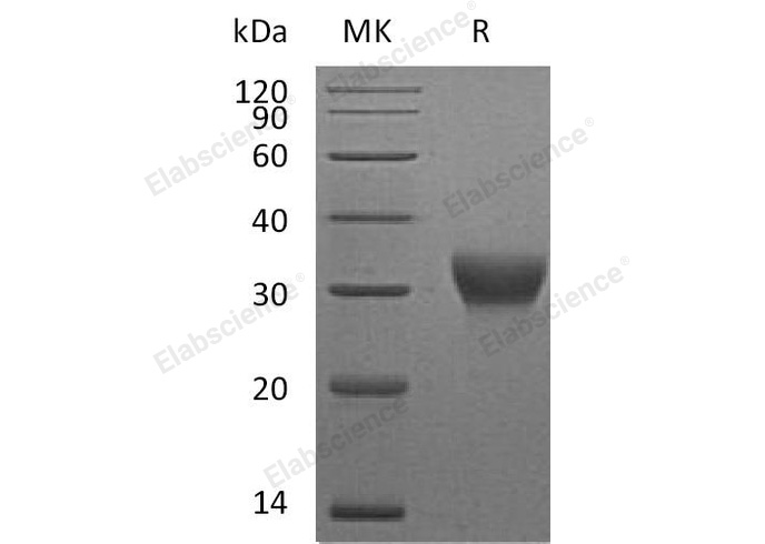 Валидация Elabscience PKSM041183(5091)