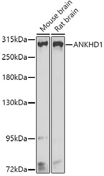 Валидация Elabscience E-AB-62462