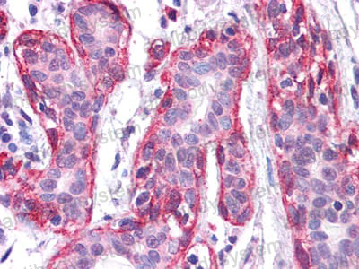 Валидация AntibodySystem RHE36702