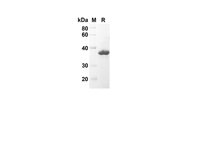 Валидация Elabscience PDEH100529(45)
