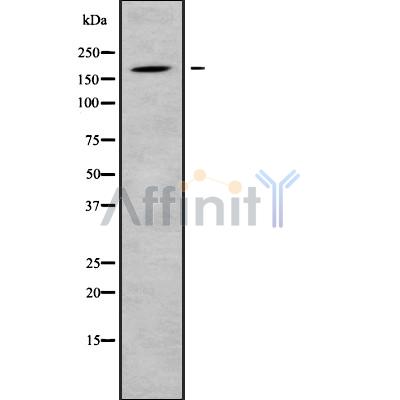 Валидация Affinity DF9170 - 21530