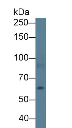 12429
