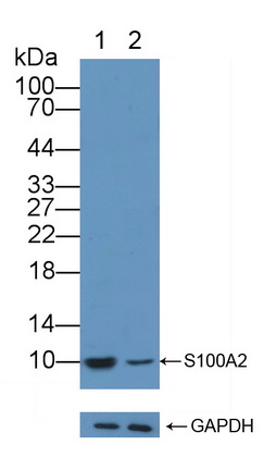 12181