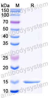 Валидация SDS-PAGE - AntibodySystem RXX00910