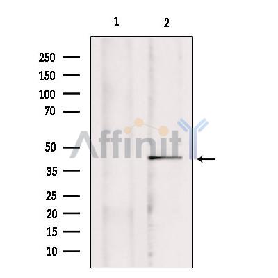 Валидация Affinity DF9403 - 21950
