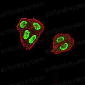 Валидация IF - AntibodySystem RHN95902