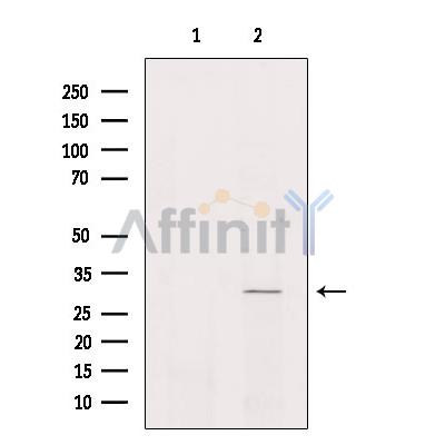 Валидация Affinity DF9590 - 22281