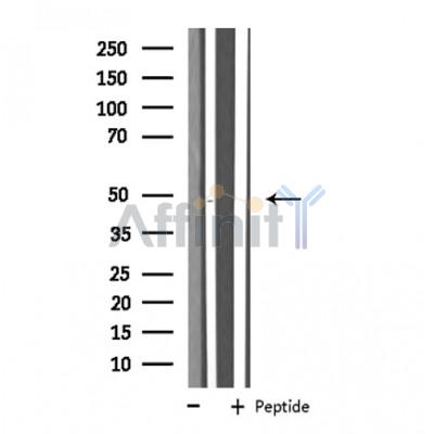 Валидация Affinity DF4181 - 15529