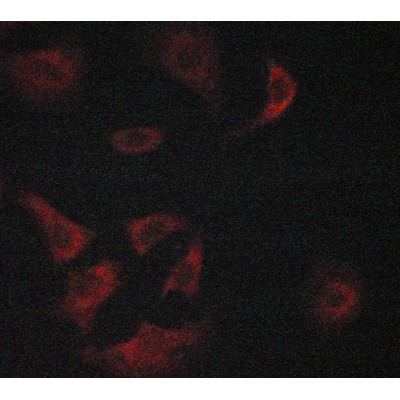 Валидация Affinity AF5219 - 2686