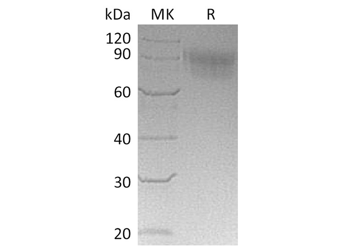 Валидация Elabscience PKSQ050010(5383)