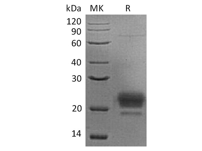 Валидация Elabscience PKSH033762(4036)