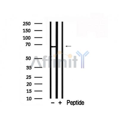 Валидация Affinity AF7787 - 4500