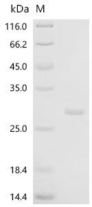 SDS-PAGE
