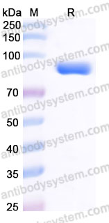 AHJ22501, SDS-PAGE