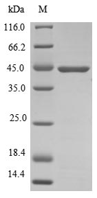 SDS-PAGE