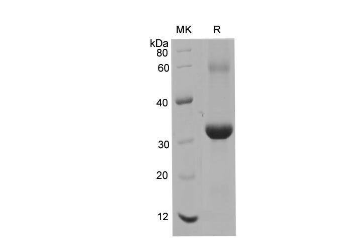 Валидация Elabscience PDEH100676(159)