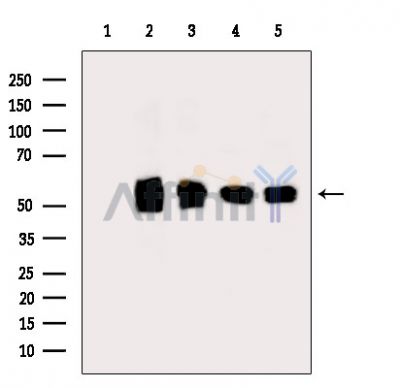 Валидация Affinity DF15955 - 12475