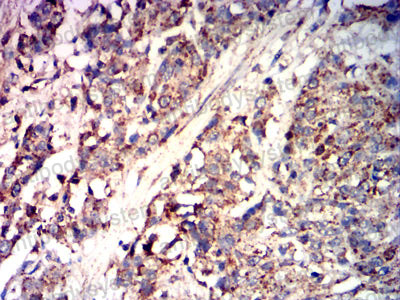 Валидация AntibodySystem RHJ26302 (3359)