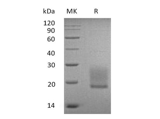 Валидация Elabscience PKSH033743(4021)