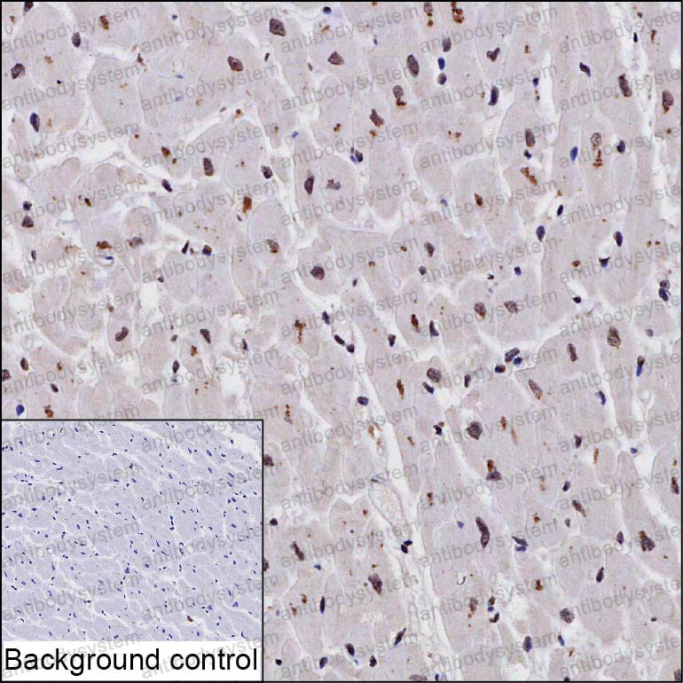 Валидация AntibodySystem RHA15101