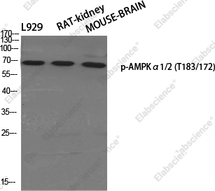 Вестерн-блоттинг, Phospho-AMPK alpha1/2 (Thr183/172), различные клетки