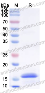 Валидация AntibodySystem YHG19701