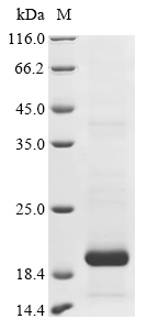 SDS-PAGE