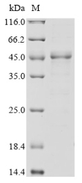 SDS-PAGE