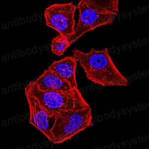 Валидация IF - AntibodySystem RHK46102 (1523)
