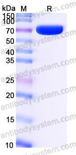 EHG51602, SDS-PAGE