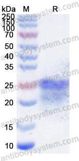 Валидация AntibodySystem YHF90901