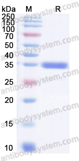 Валидация AntibodySystem YHJ39401