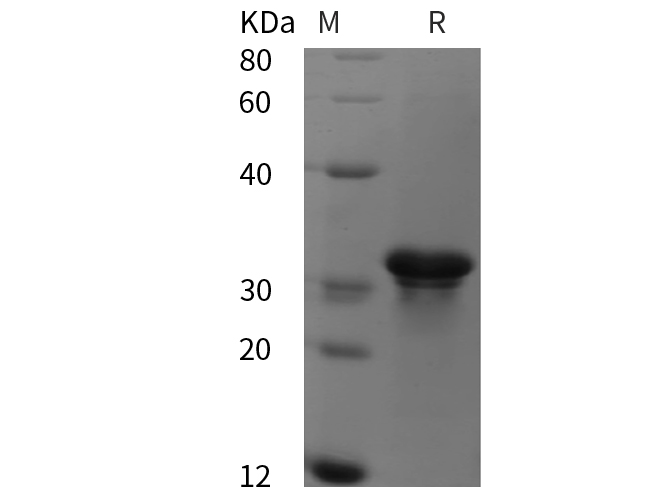 Валидация Elabscience PDEH100827(265)