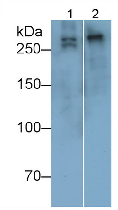 26991