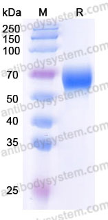 AHJ38903, SDS-PAGE