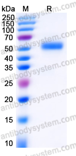 EHC22701, SDS-PAGE