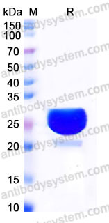 YHB88902, SDS-PAGE