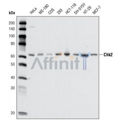Валидация Affinity BF0577 - 5303