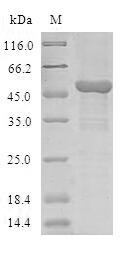 SDS-PAGE