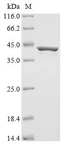 SDS-PAGE
