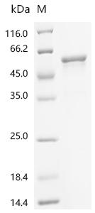 SDS-PAGE