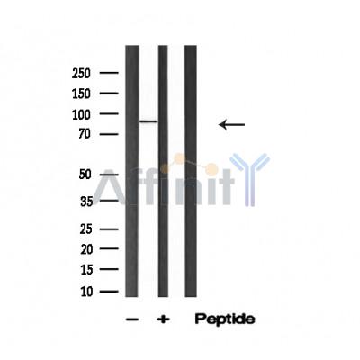 Валидация Affinity AF4689 - 2305
